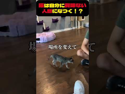 猫カフェで爆モテする方法＃猫＃猫カフェ＃動物愛好家＠海外インタレ