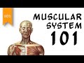 Exploring the Human Muscular System