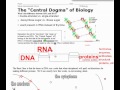 Exploring Transcription and Translation in IB Biology