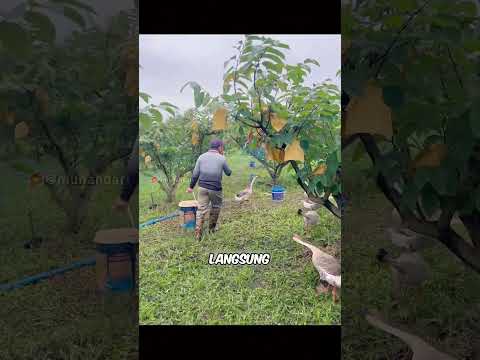 Penyiangan angsa di kebun srikaya #munandartv #pertanian #peternakan