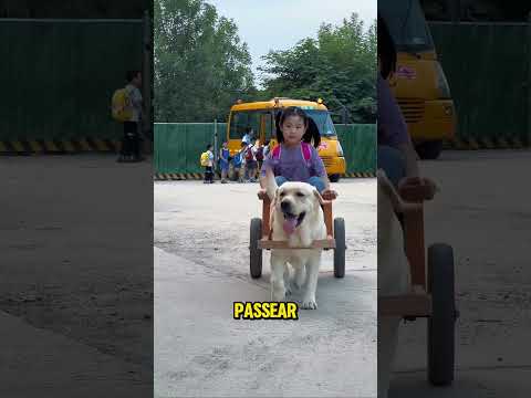 Os cachorros estão tomando o lugar dos carros na china❤️ #shorts