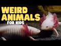 Unique Features of Aquatic Animals