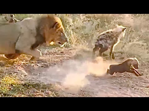 عندما يلتقي الاسد الضباع .شاهد #الحيوانات #البريه