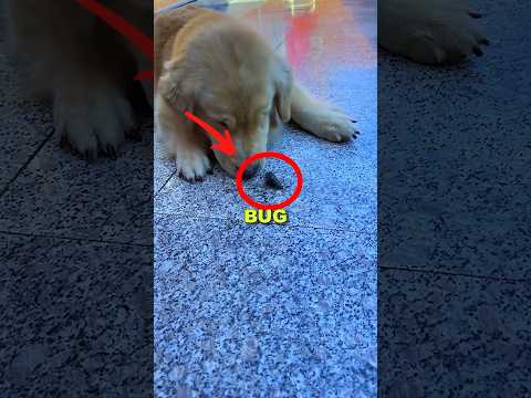 BEST FRIEND BACKSTABBED! #sad #cute #animalshorts