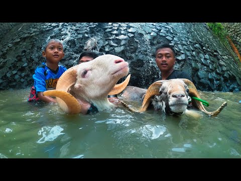 Berenang Bareng Domba Garut Di sungai, bikin ketawa mulu 🤣