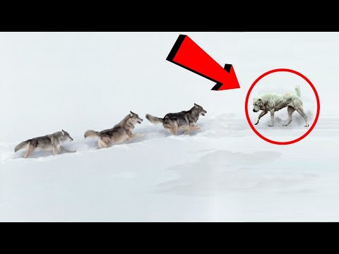 Who is Stronger? Alabai vs Wild Wolf (Alabay Kangal Gibi Kurt Boğabilir mi?)