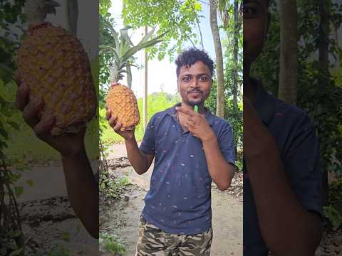 আজ তিনটি বাড়ির গাছের ফল খেতে হবে | 🍉🍍 | #minivlog #vlog #banglavlog