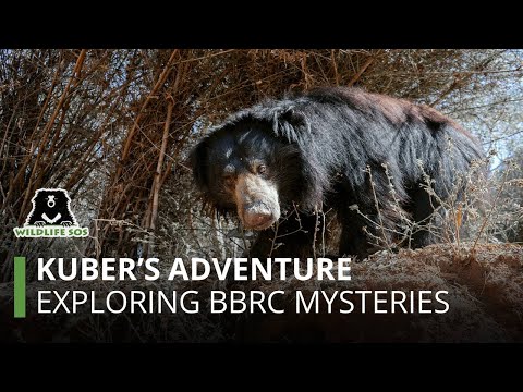 Exploring Bannerghatta Bear Rescue Centre (BBRC) with Kuber.