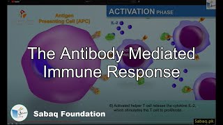 The Antibody Mediated Immune Response