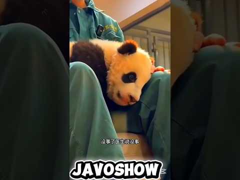 subscribe ๐ค๐ผ๐ #panda #funny #animals #viral #shortvideo #subscribe #youtubeshorts #fypใท