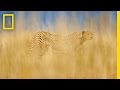 Cheetah Conservation and Challenges