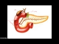 Digestive System Functions and Enzymes