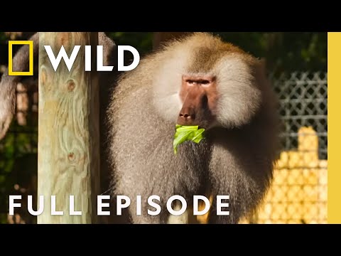 Crash Landing: Baboons, Rhinos, & More! (Full Episode) | Secrets of the Zoo: Tampa | Nat Geo Animals