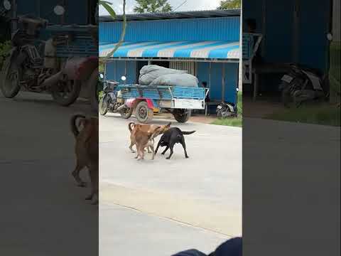 Dog Vs Dog 1.2.3 #my #dog ?? #100