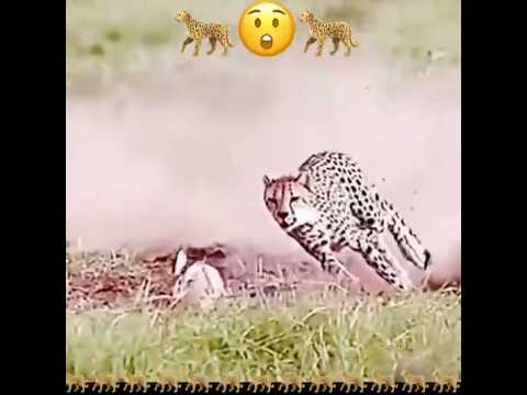 النمر يجعثر الوبر #short #animals