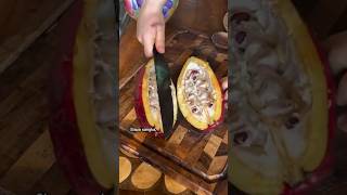 Sedikit Proses Pembuatan Bubuk Coklat #shorts #shortvideo
