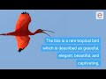 Symbolism and Themes in The Scarlet Ibis