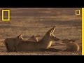 Bat-Eared Foxes: Life and Behavior