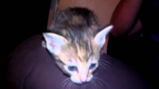 Funny sounding kitten