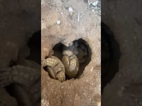 Baby tortoises hatching out of the ground 🐢 (again!)