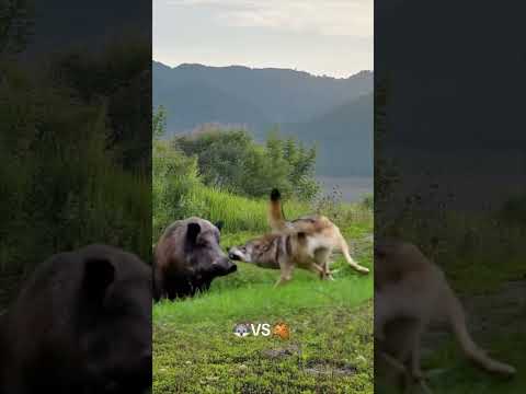 Jabalí VS Lobo