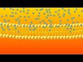 Understanding Diffusion in Biology