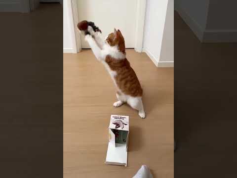 Amazing Chinese pet toys！#funny #pets #toy #cat