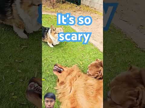 What are you doing#like #puppy #goldenretriever #americanbully #shorts #youtube #pets #love #live
