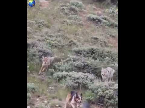 One dog faces a number of wolves #dog #animals