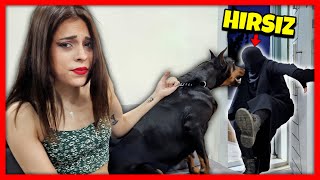 Doberman Olan Eve Hırsız Girerse ?🐶 Siyah Giyen Genç - Vlog