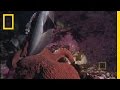 Giant Pacific Octopus and Sharks in an Aquarium
