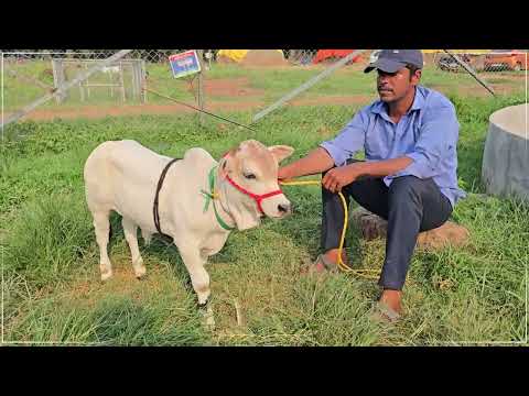Friendly Nadipathy Cows | 01-02 Feet Cows | #viral #shorts #yt #reels #abudabi #usa #canada #uae