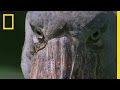 Shoebill Stork Characteristics and Behavior