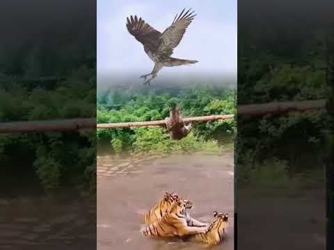 Kucing ini dalam bahaya, kawanan harimau dan Elang ingin memangsanya #animals #shorts