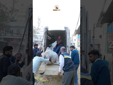 Abandoned Cow Leg Fracture | Helpless #cow #rescue #animals #fyp #fypシ #shorts #actingchallenge