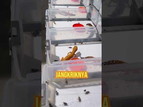 Cek IG: @wachigecko.idn jika ingin adopt gecko 🫶🏻 atau klik link di bio aja 🔥