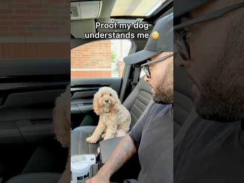 Mini Cockapoo Understands Everything Her Owner Says 😳