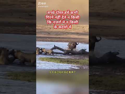सच्चे दोस्त हमें कभी गिरने नहीं देते न किसी कि नजरों मे न किसी के #animal #motivation #sorts