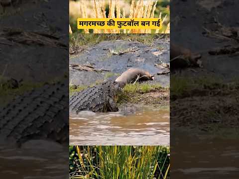 Hippopotamus Attack || मगरममछ की बना डाली फुटबाल #shorts #shortsfeed #viral