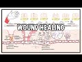 Wound Healing Phases and Processes