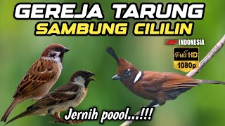 Jernih poool❗MASTERAN GEREJA TARUNG SAMBUNG CILILIN PANJANG