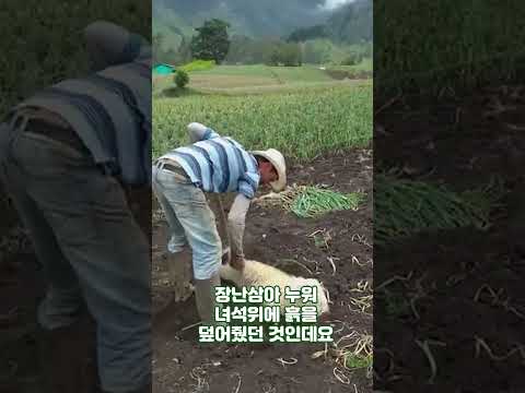 살아있는 강아지를 땅에 묻던 농부의 황당한 대반전 #shortsfeed