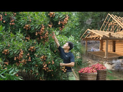 Harvest the second Season big lychee to market sell. Earn money build a new house. Build a life