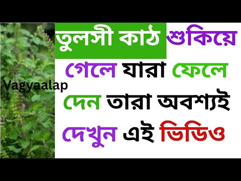 তুলসী কাঠ শুকিয়ে গেলে যারা ফেলে দেন তারা অবশ্যই দেখুন এই ভিডিও
