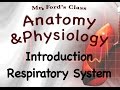 Exploring the Functions and Anatomy of the Respiratory System