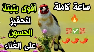 🔥#بتبتة #الحسون السحرية في علاج الصمت و #تحفيز الذكور على التغريد، لا تبخل على حسونك🌿