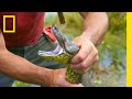Anaconda Behavior and Habitat Exploration