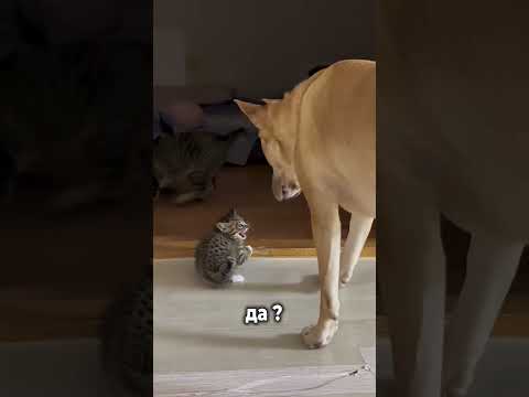 Забавные видео / в поисках корма