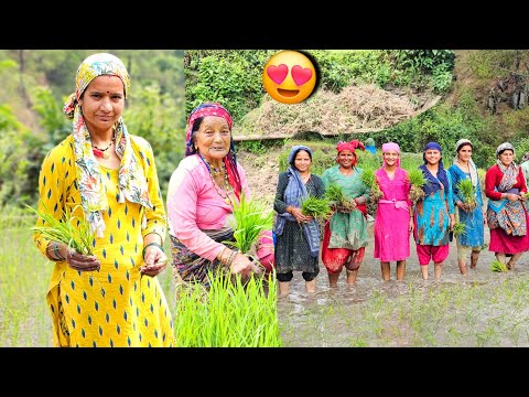 रोपाई के खेत में गांँव की महिलाओं ने गाए खूबसूरत पहाड़ी गीत 🤩💃 !! daily vlogs || pahadi lifestyle