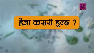 कसरी लाग्छ हैजा ? हैजाबाट बच्ने उपाय के हुन् ?